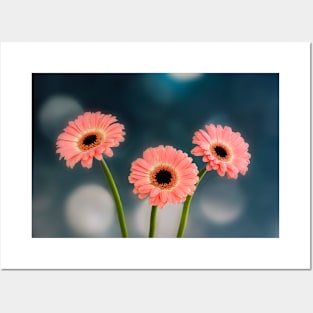 Three Pink Gerberas Posters and Art